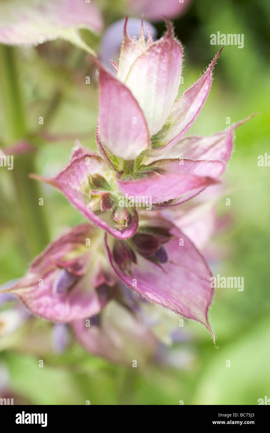 Sage flower (closeup Stock Photo Alamy
