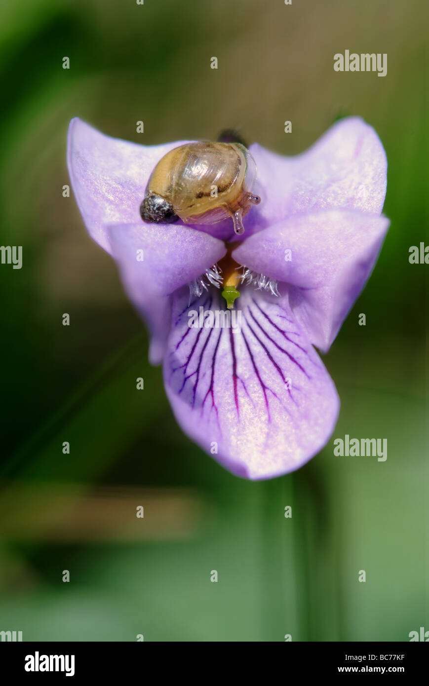 Snail on dog violet flower ( Viola canina) Stock Photo
