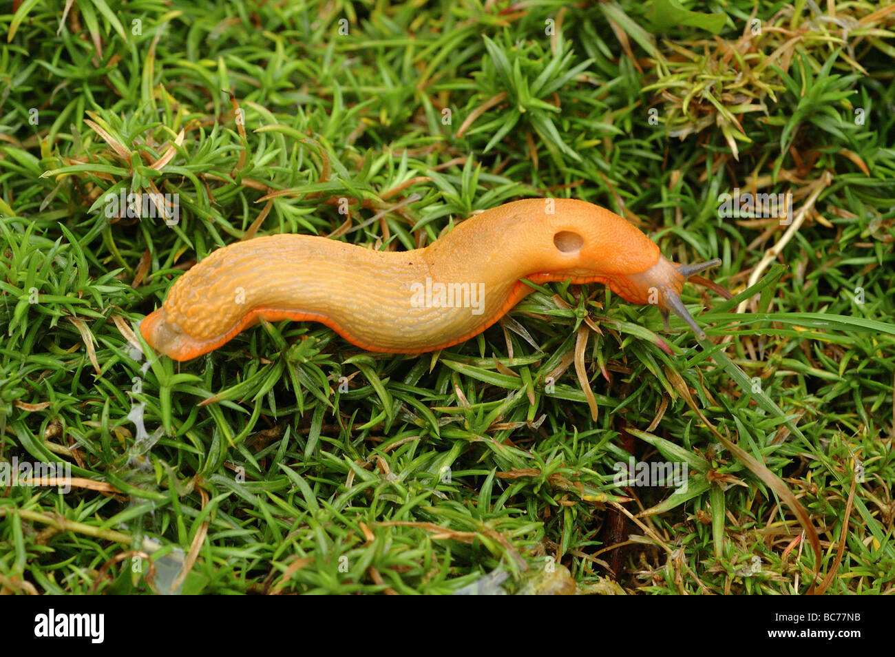 Black slug Arion ater, orange form, in a garden UK Stock Photo