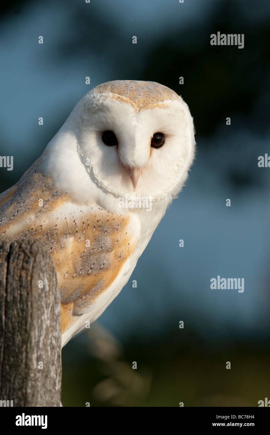 Tyto alba. Barn owl on a post in the english countryside Stock Photo