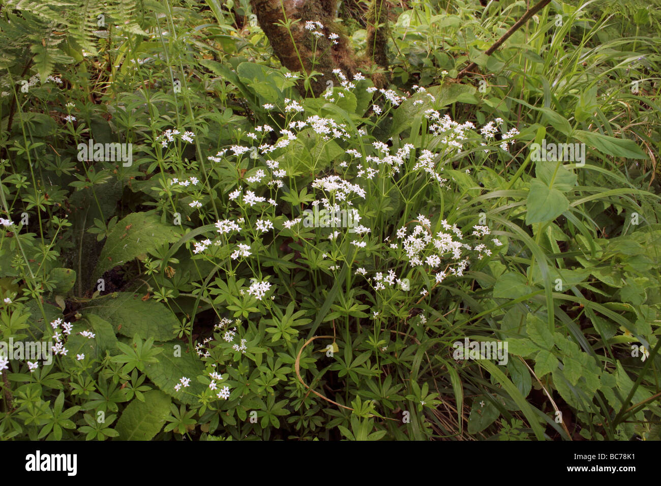 Woodruff Galium odoratum Rubiaceae in woodland UK Stock Photo