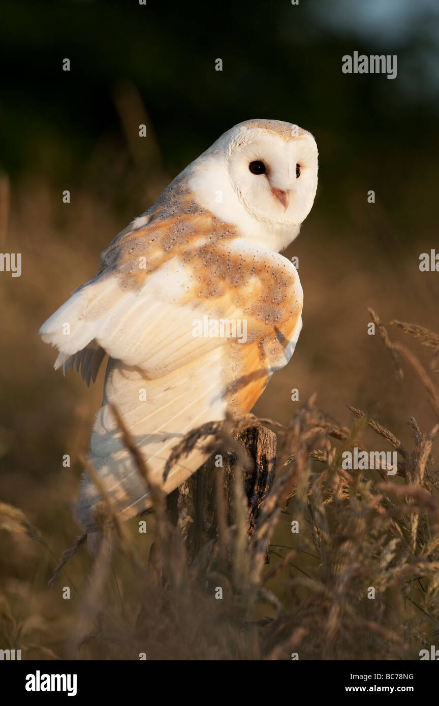 Tyto alba. Barn owl on a post in the english countryside Stock Photo