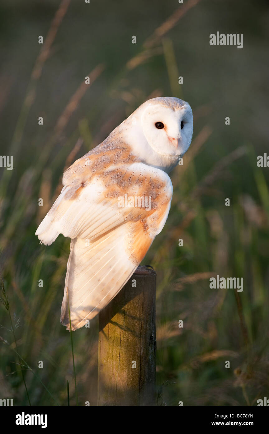 Tyto alba. Barn owl on a post in the english countryside Stock Photo