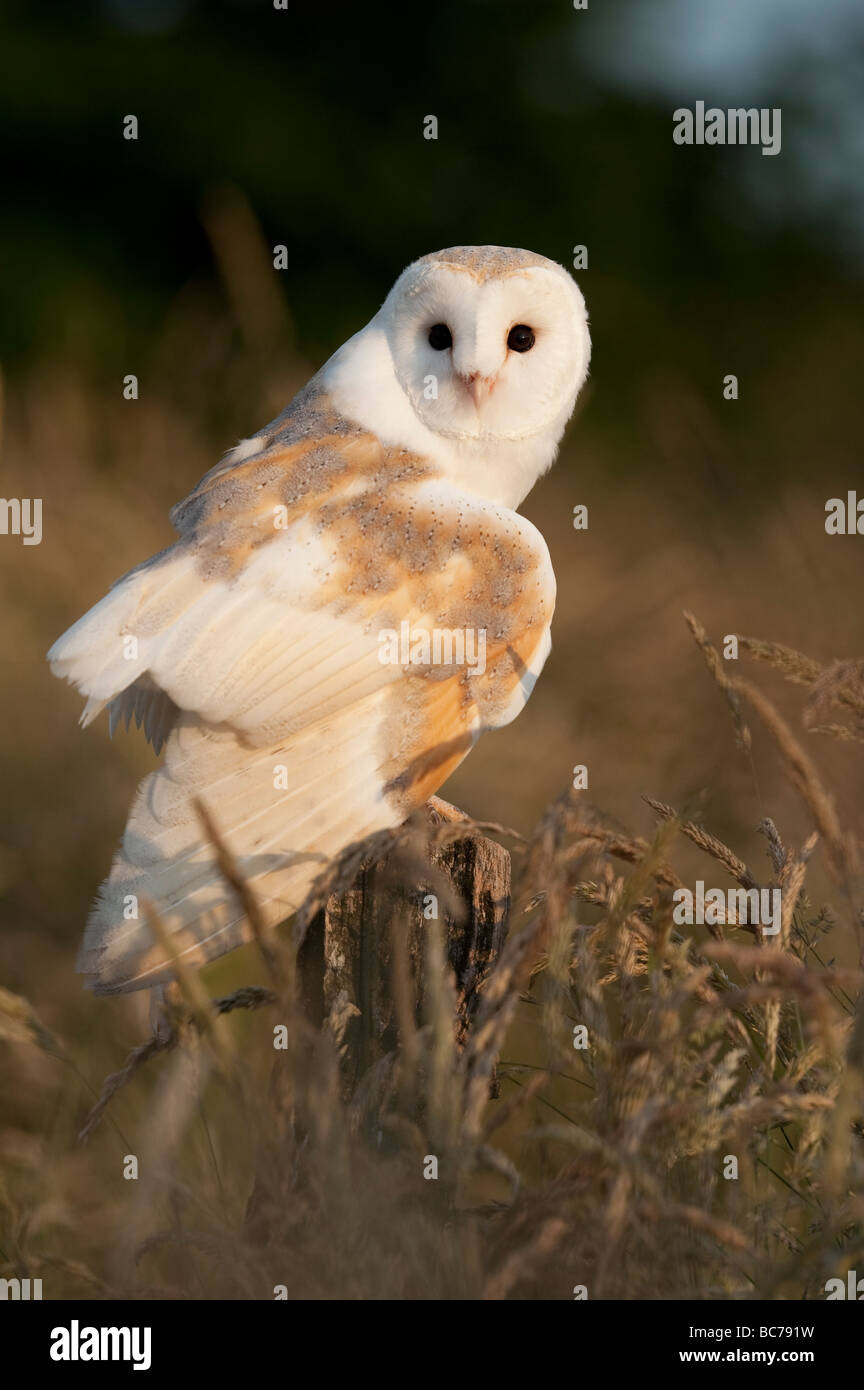 Tyto alba. Barn owl on a post in the english countryside Stock Photo