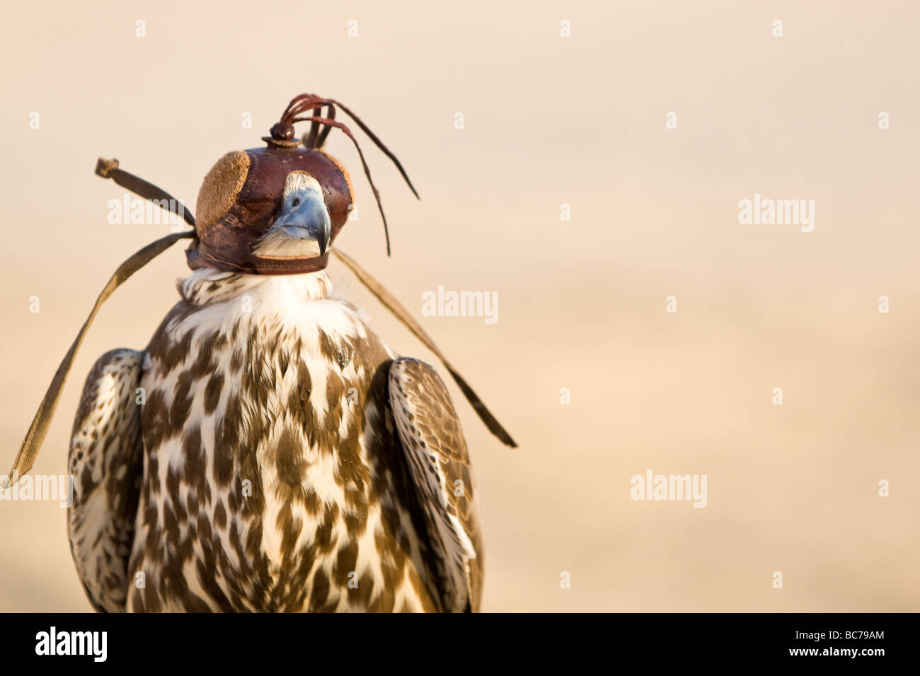 A falcon wearing its hood shot in a middle eastern desert location Stock Photo