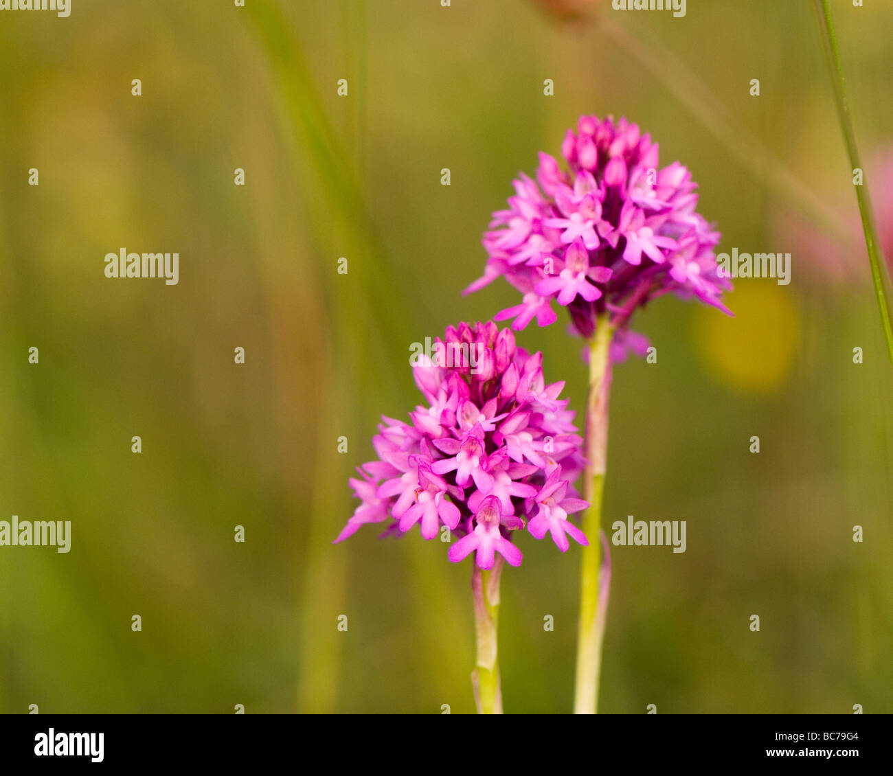 Conical pyramid hi-res stock photography and images - Alamy