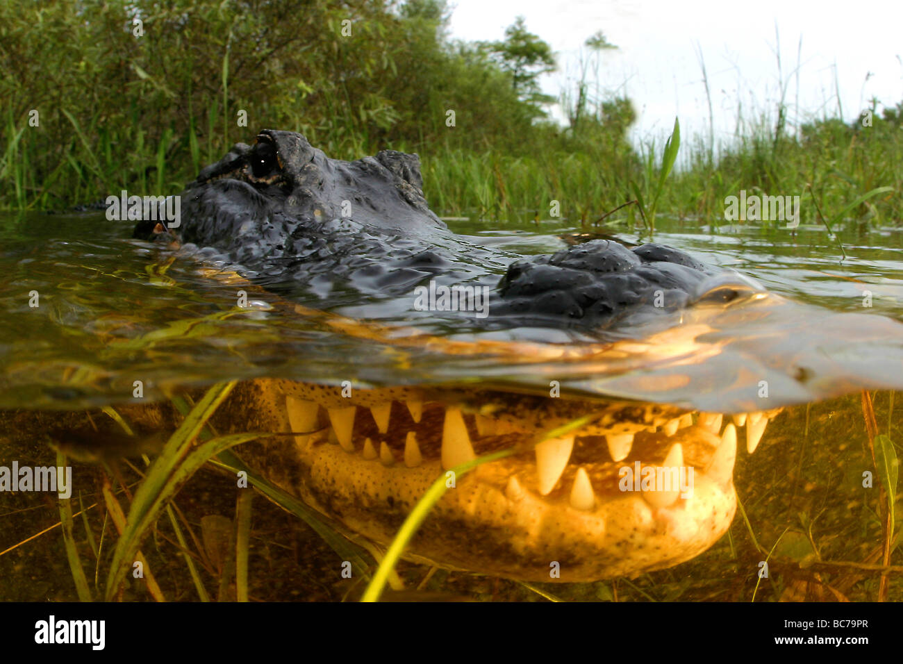 American Alligator, Alligator mississippiensis, which is also known as a Florida Alligator Stock Photo