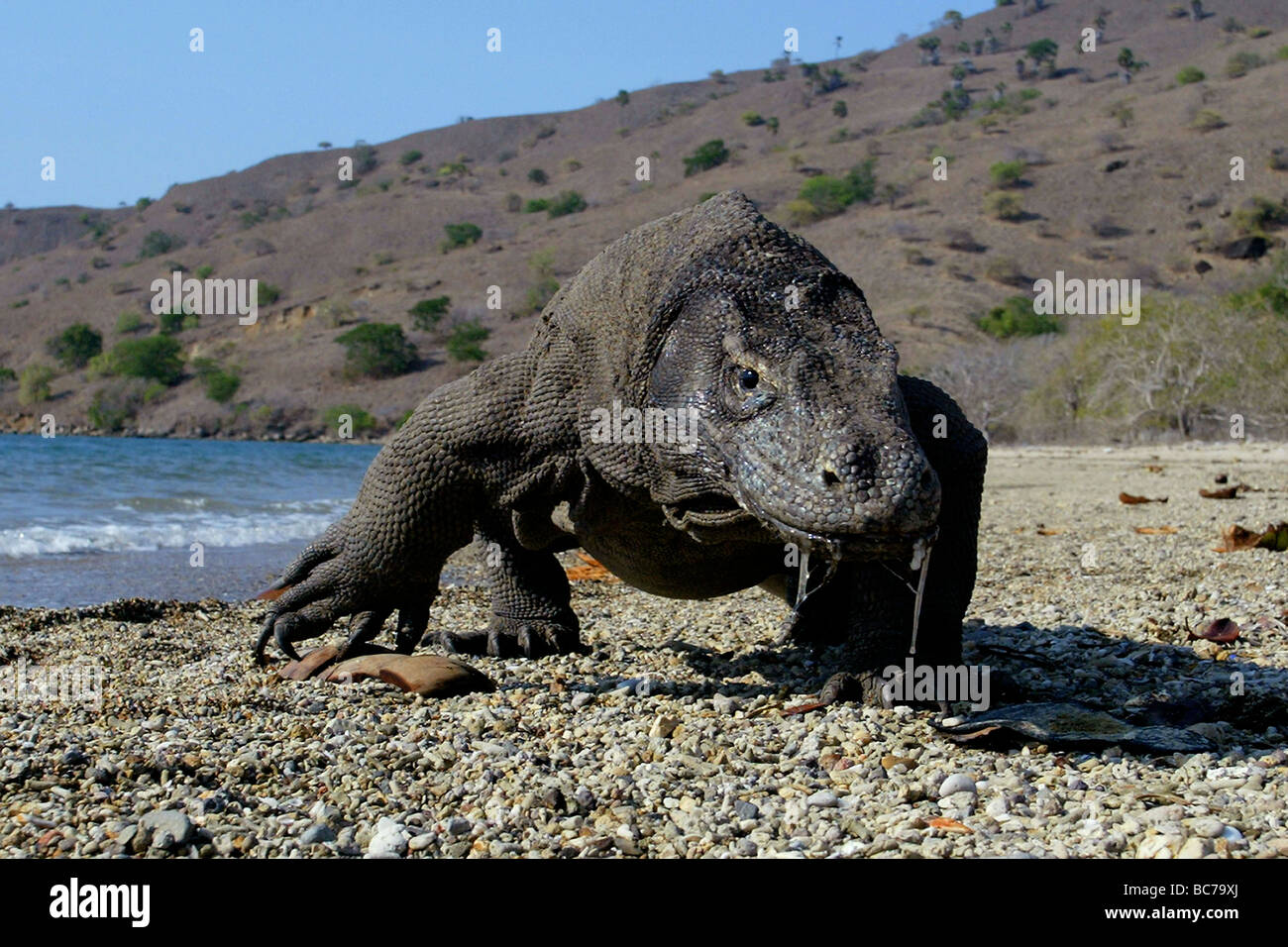 Komodo Dragon, Varanus komodoensis, walking on the beach. It is also know as  Komodo Island Monitor Stock Photo