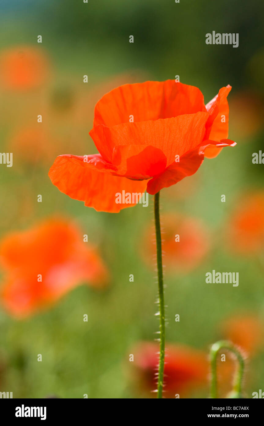 English poppy papaver field portrait hi-res stock photography and ...