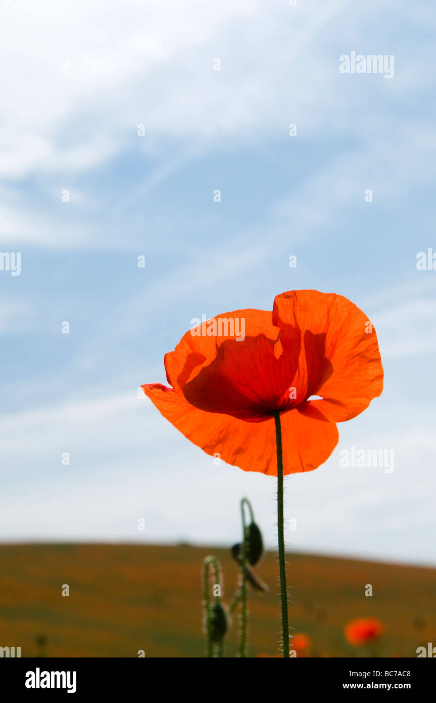 English poppy papaver field portrait hi-res stock photography and ...