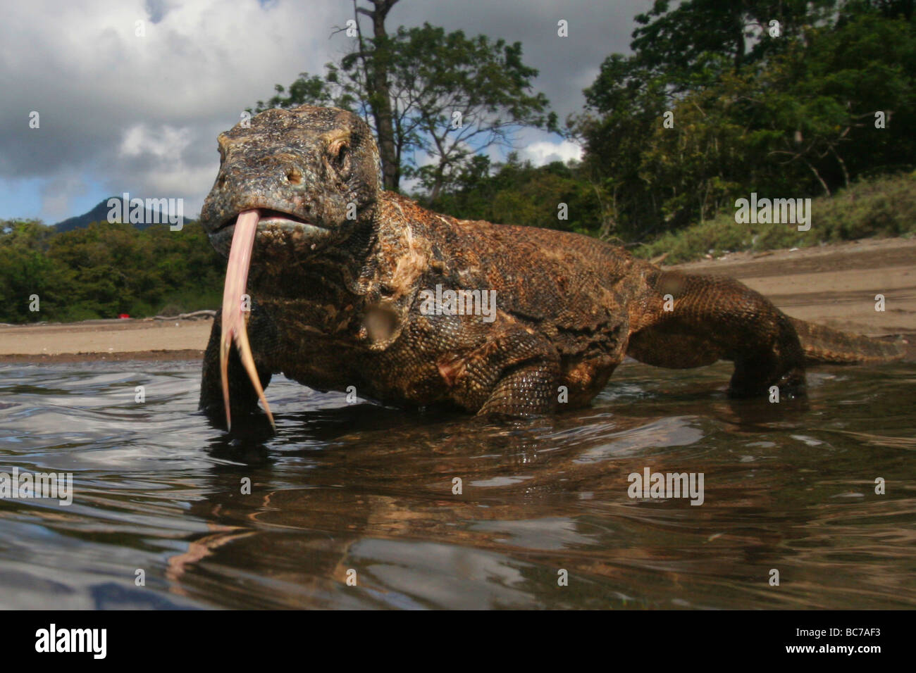Komodo Dragon, Varanus komodoensis, walking in the water on the beach. It is also know as  Komodo Island Monitor Stock Photo