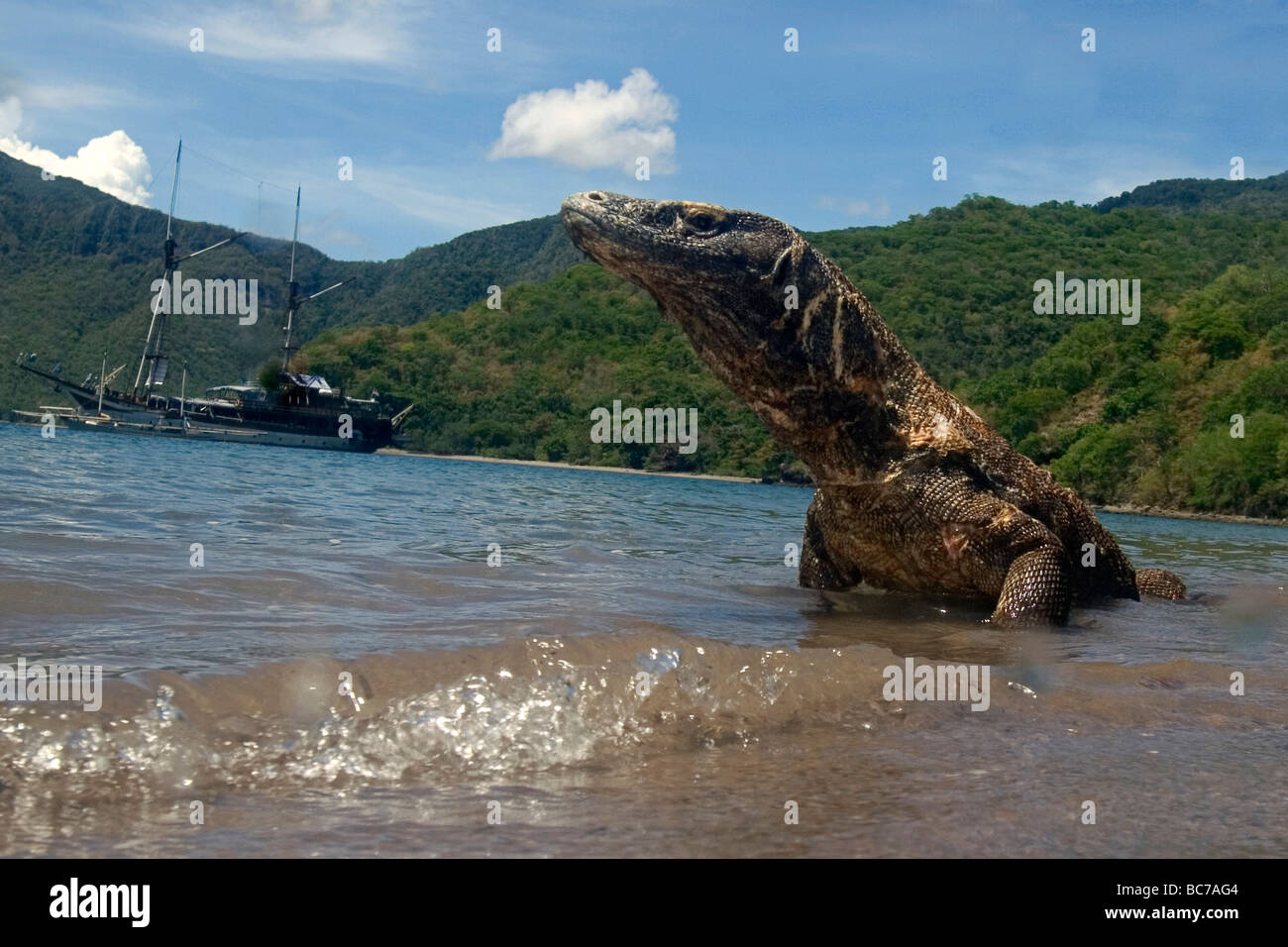 Komodo Dragon, Varanus komodoensis, lying in the water on the beach. Also Komodo Island Monitor. Behind him is a sailing boat Stock Photo