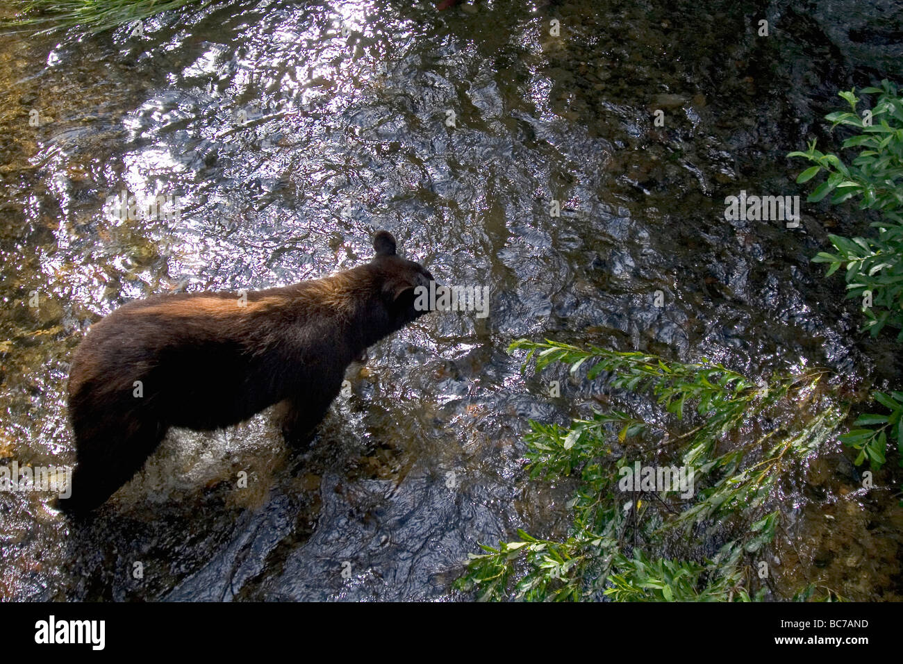 Grizzly Bear, Ursus arctos horribilis, hunting for salmon in a stream Stock Photo