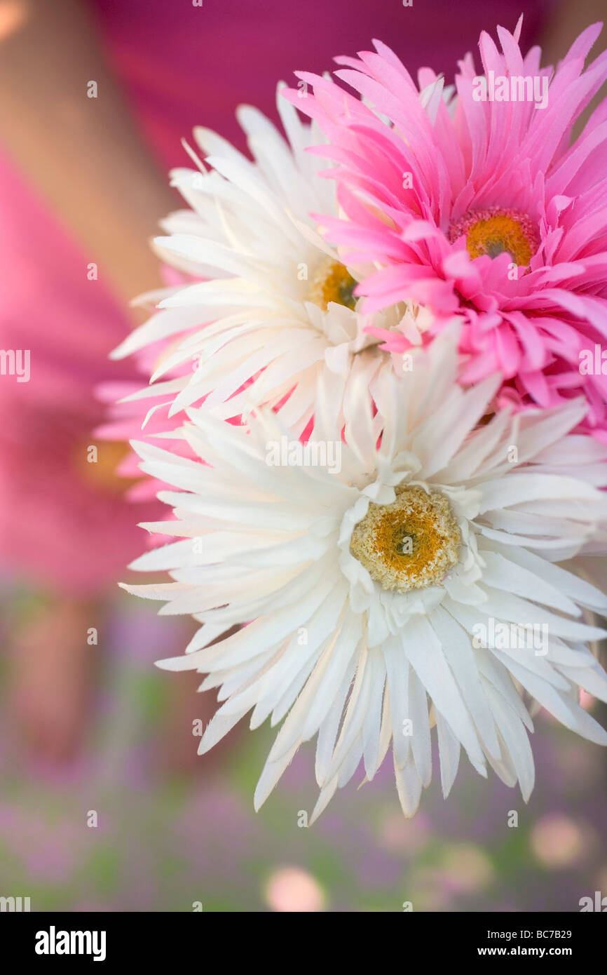 Bunch of white and pink asters - Stock Photo