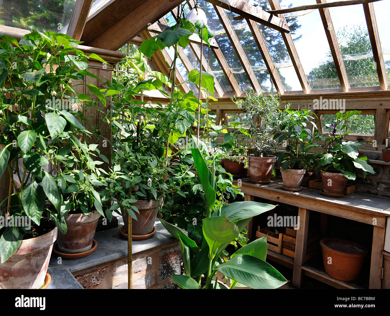 Greenhouse and plants in Holcombe Court, Devon, UK Stock Photo