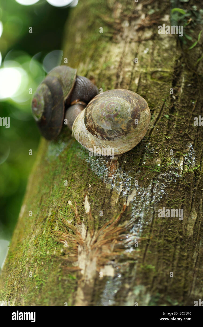 Two snails kissing in a tree Stock Photo Alamy