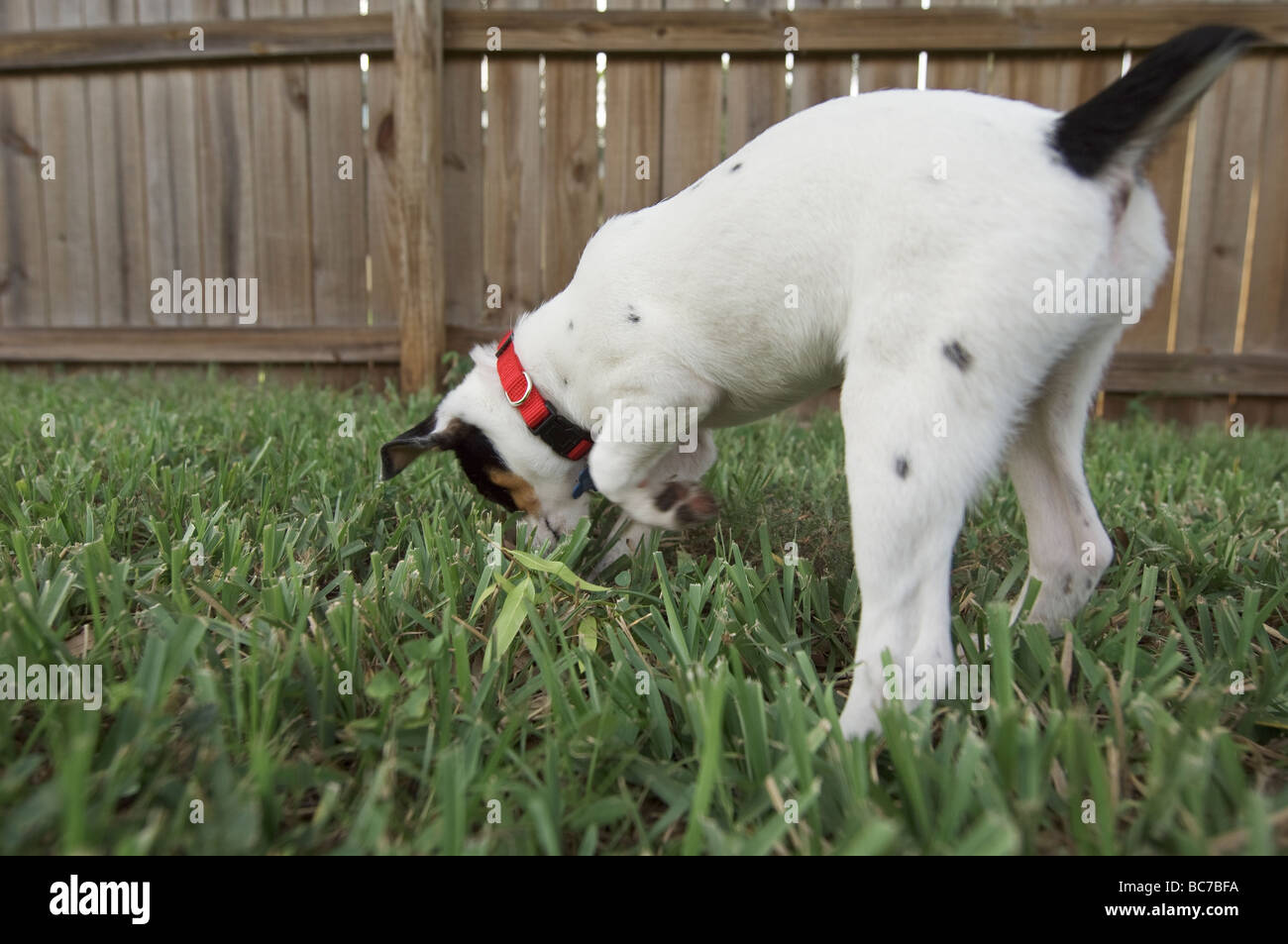 Rat terrier puppy digging a hole Stock Photo