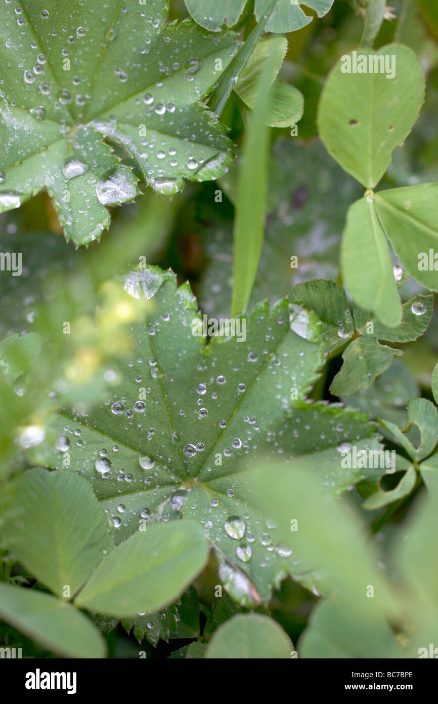 Lady's mantle leaves with drops of water in vegetable bed - Stock Photo