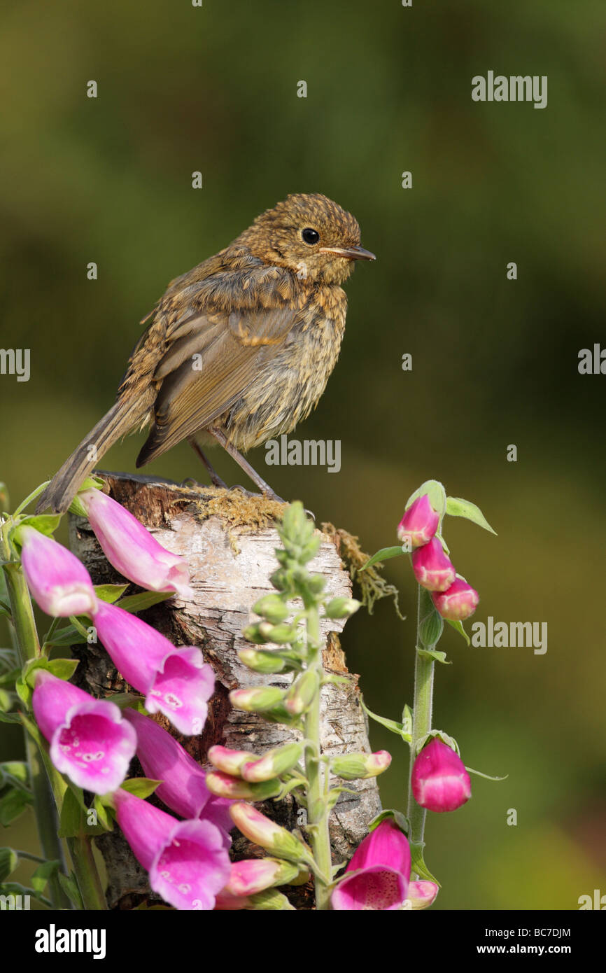 Robin Erithacus rubecula juvenile perched on a silver birch log surrounded by pink foxglove flowers Stock Photo