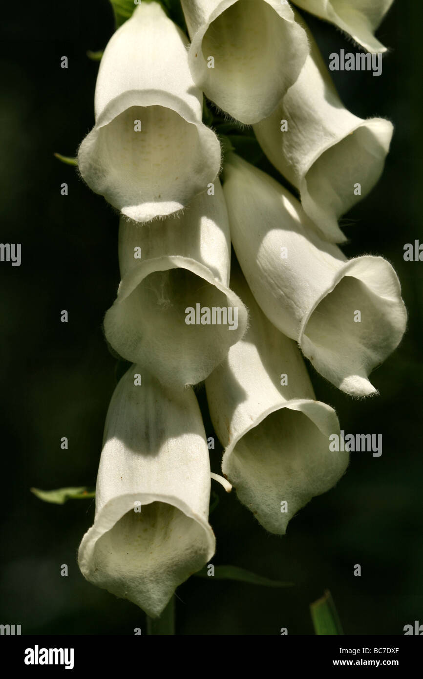 Foxglove Digitalis purpurea Family Plantaginaceae was Scrophulariaceae Albino form in wild  macro Detail Stock Photo