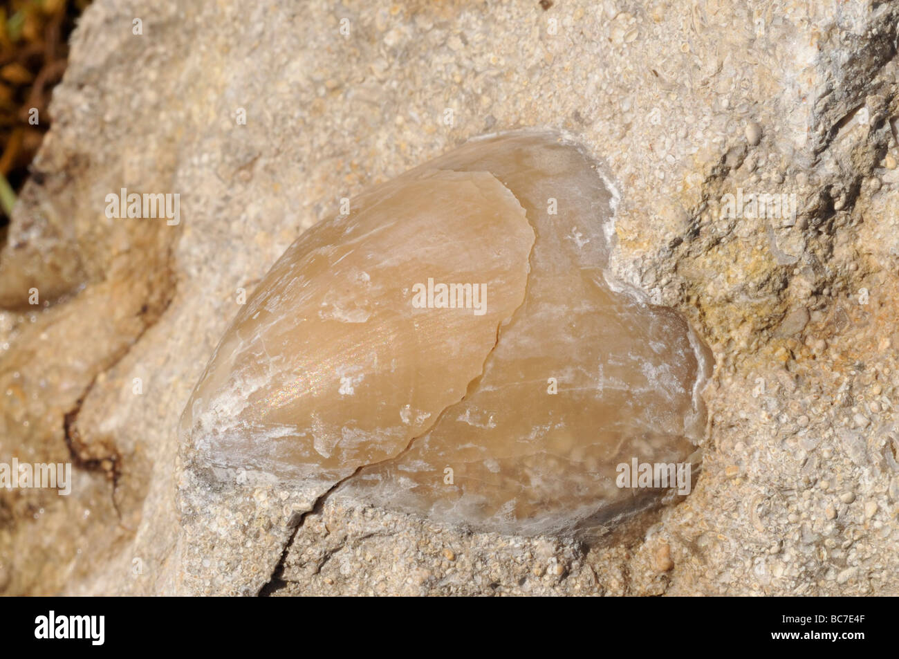 Brachiopod Fossil in Cotswold Limestone Stock Photo Alamy