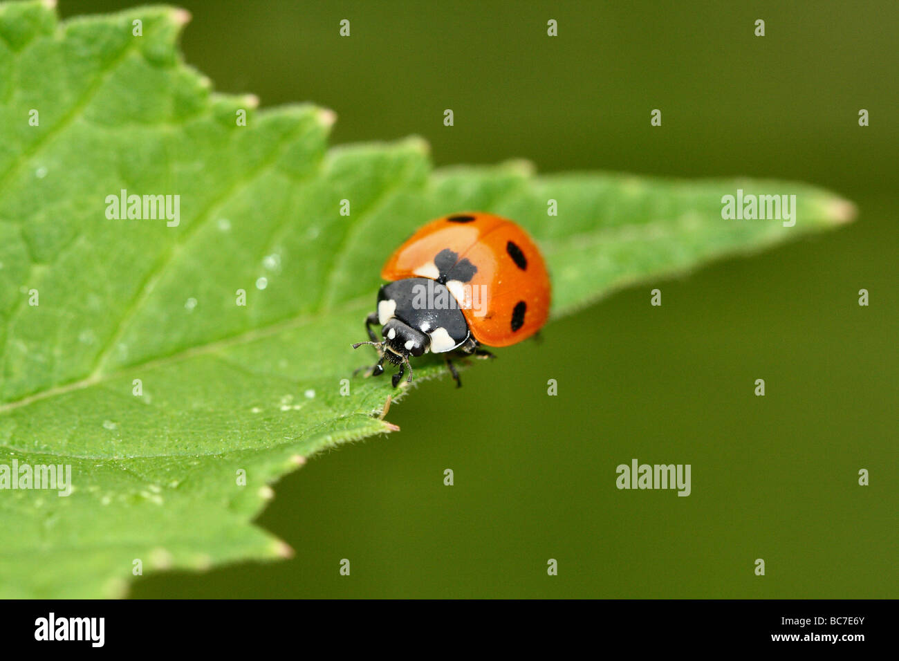 7 Spot Ladybird Coccinella 7-punctata face detail at 1:1 macro Canon 100 mm Macro Family Coccinellidae Stock Photo