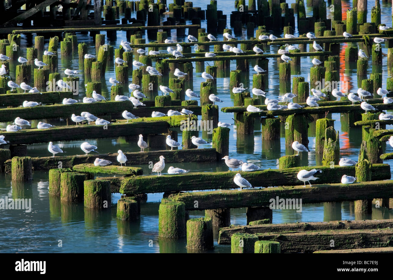 Seaguls resting on old building structure Astoria Oregon Stock Photo