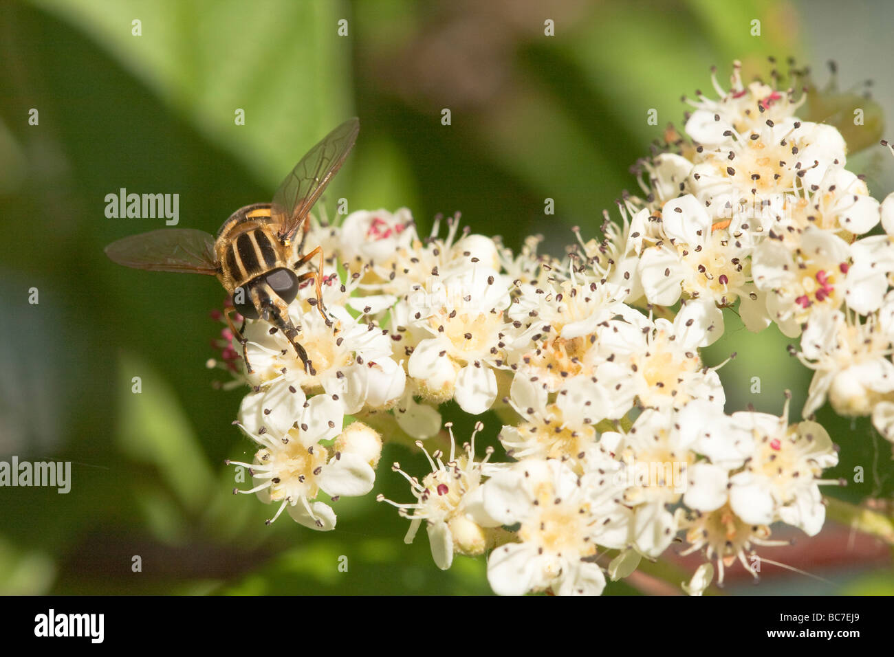 European Hoverfly Helophilus pendulus collecting nectar. Stock Photo