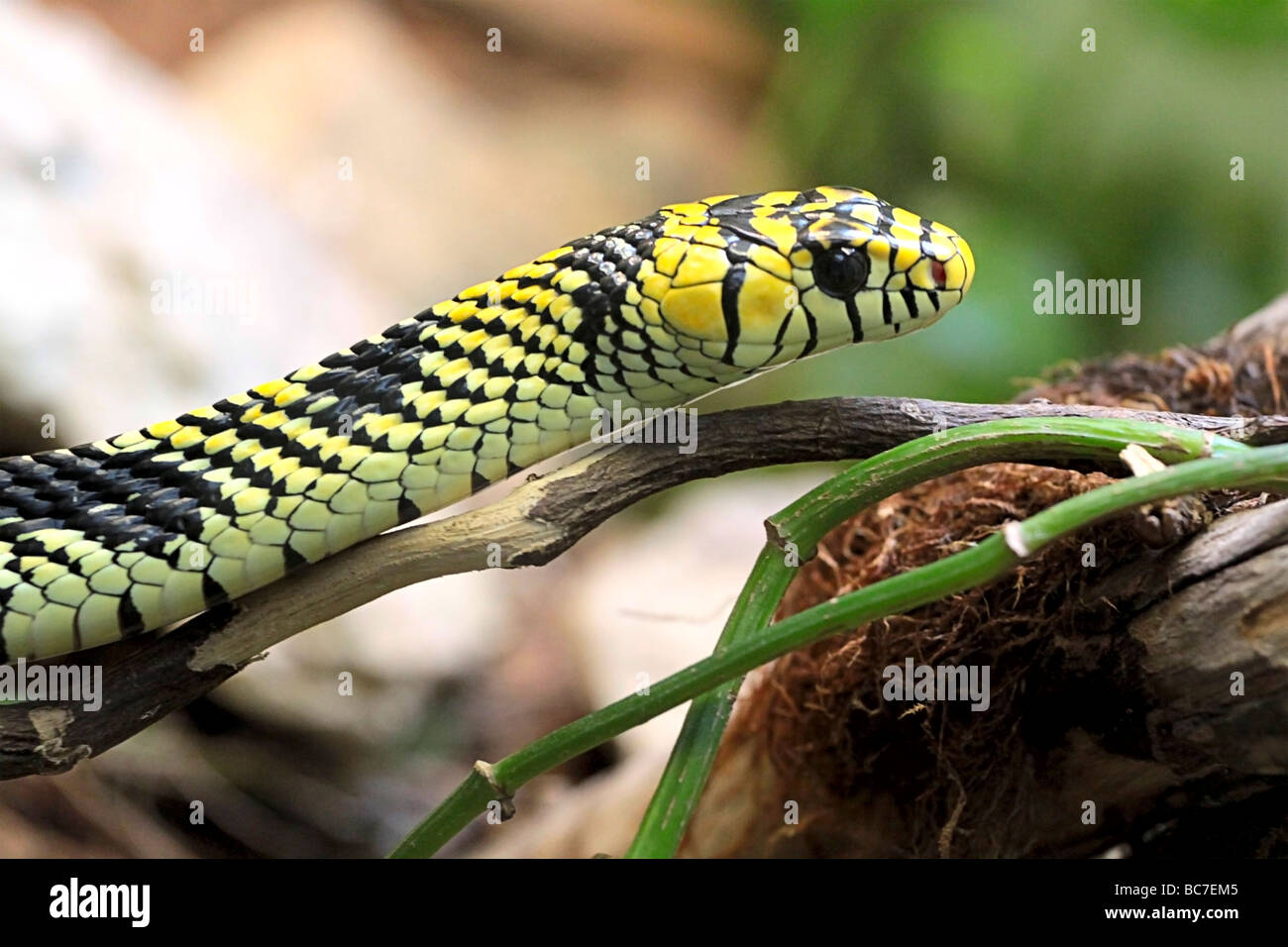 colorful snake