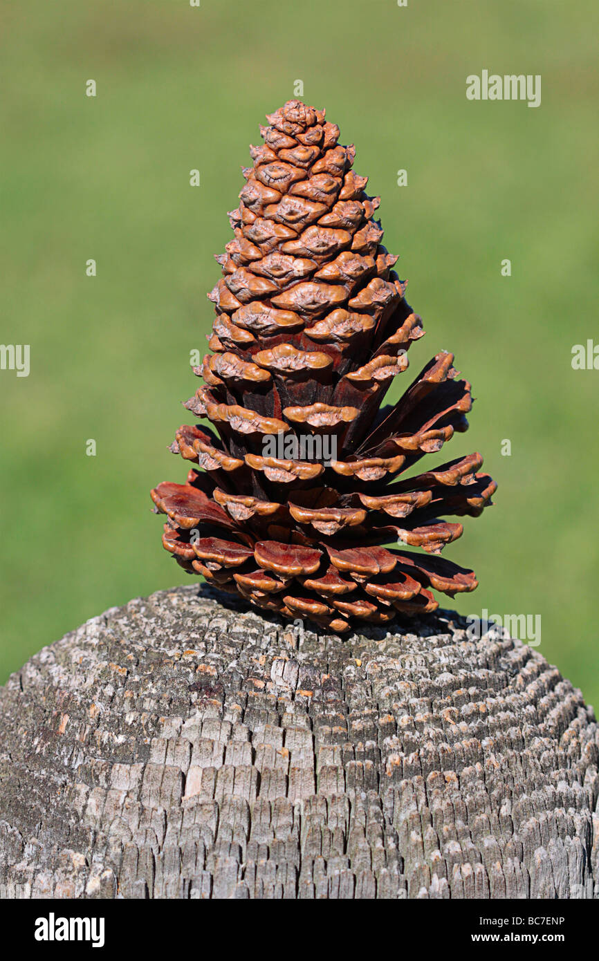 Pine cone on stump. Stock Photo