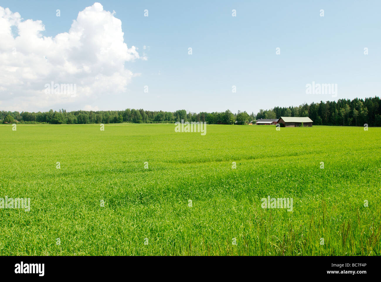 Early summer countryside scenic, Espoo, Finland Stock Photo