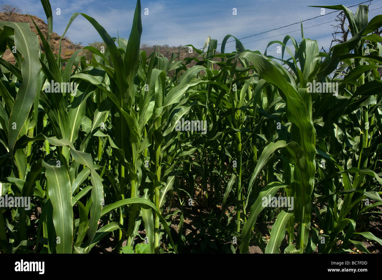 Scary corn field hires stock photography and images Alamy