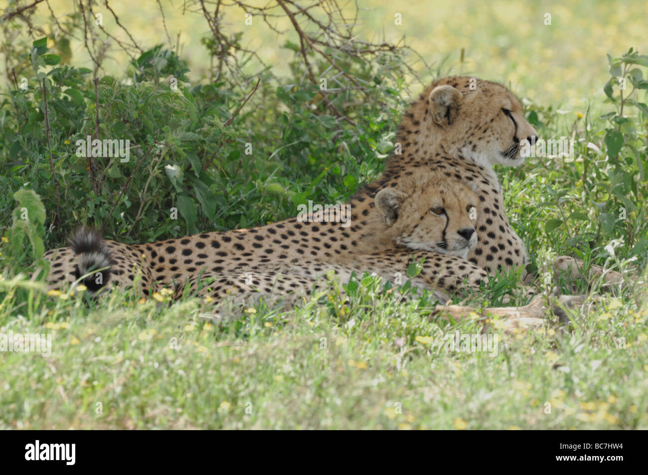 Stock photo of a young cheetah resting in th grass, Serengeti National Park, Tanzania, February 2009. Stock Photo