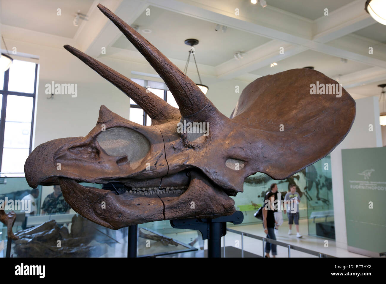 Triceratops Horned Dinosaur Fossil Museum of Natural History NYC Stock Photo