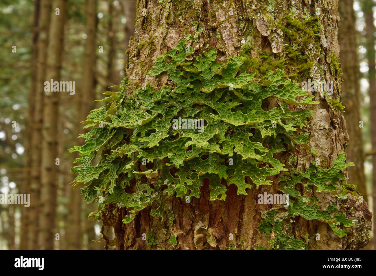 Lobaria pulmonaria lichen fungus consisting of an ascomycete fungus and a green algae Stock Photo