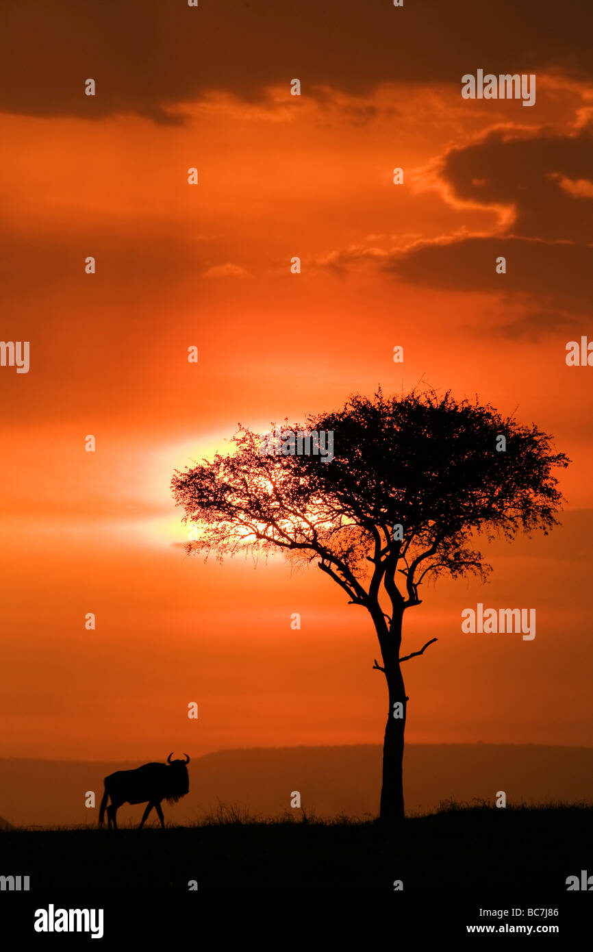 Masai mara national reserve, kenya hi-res stock photography and images ...