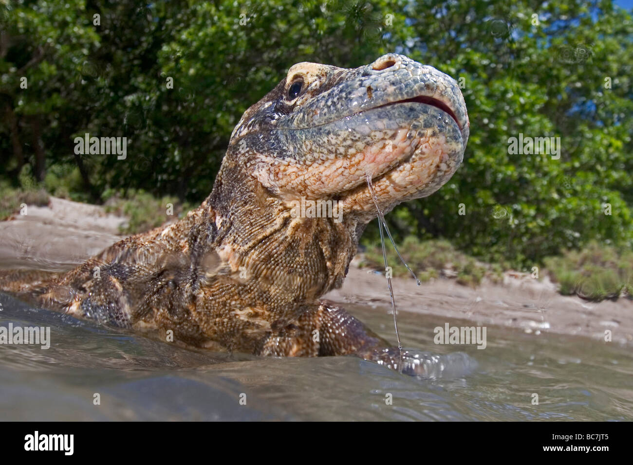 Komodo Dragon, Varanus komodoensis, swimming. It is also know as  Komodo Island Monitor Stock Photo