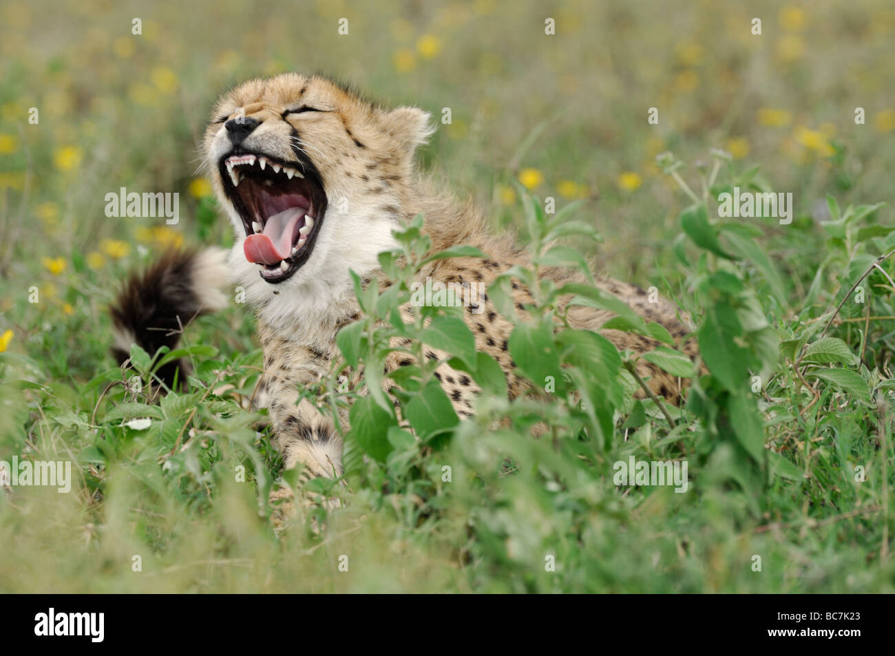 Cheetah cub yawning, Ndutu, Tanzania, February 2009. Stock Photo