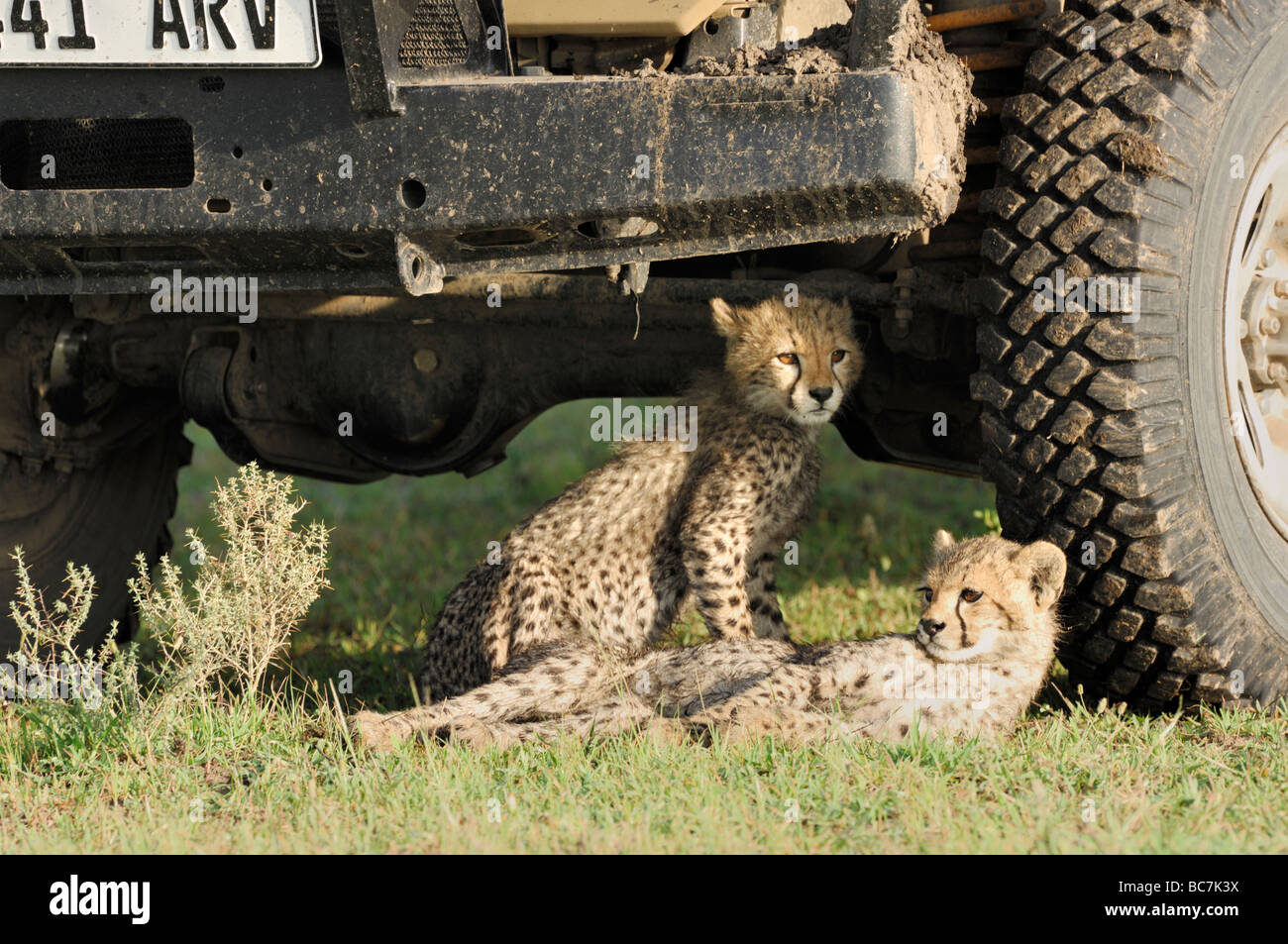 Stock photo of two cheetah cubs resting in the shade of a safari vehicle, Ndutu, Tanzania, February 2009. Stock Photo