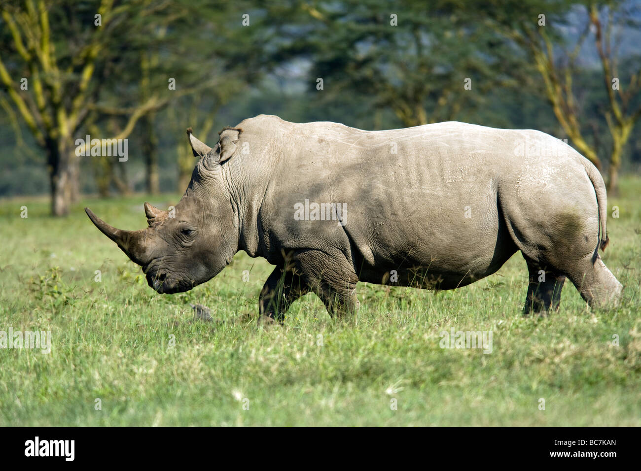 White Rhinoceros - Lake Nakuru National Park, Kenya Stock Photo