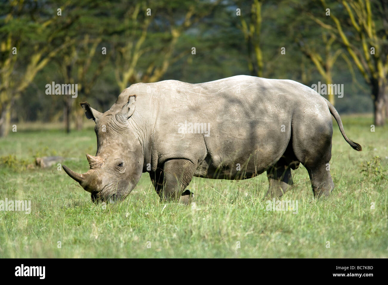 White Rhinoceros - Lake Nakuru National Park, Kenya Stock Photo - Alamy