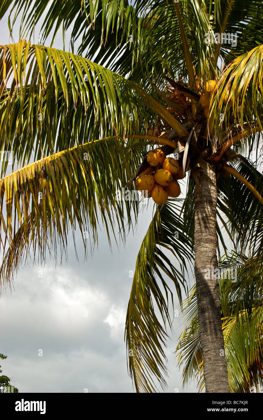 Coconut palm tree with ripe coconuts Arts Park Stock Photo - Alamy