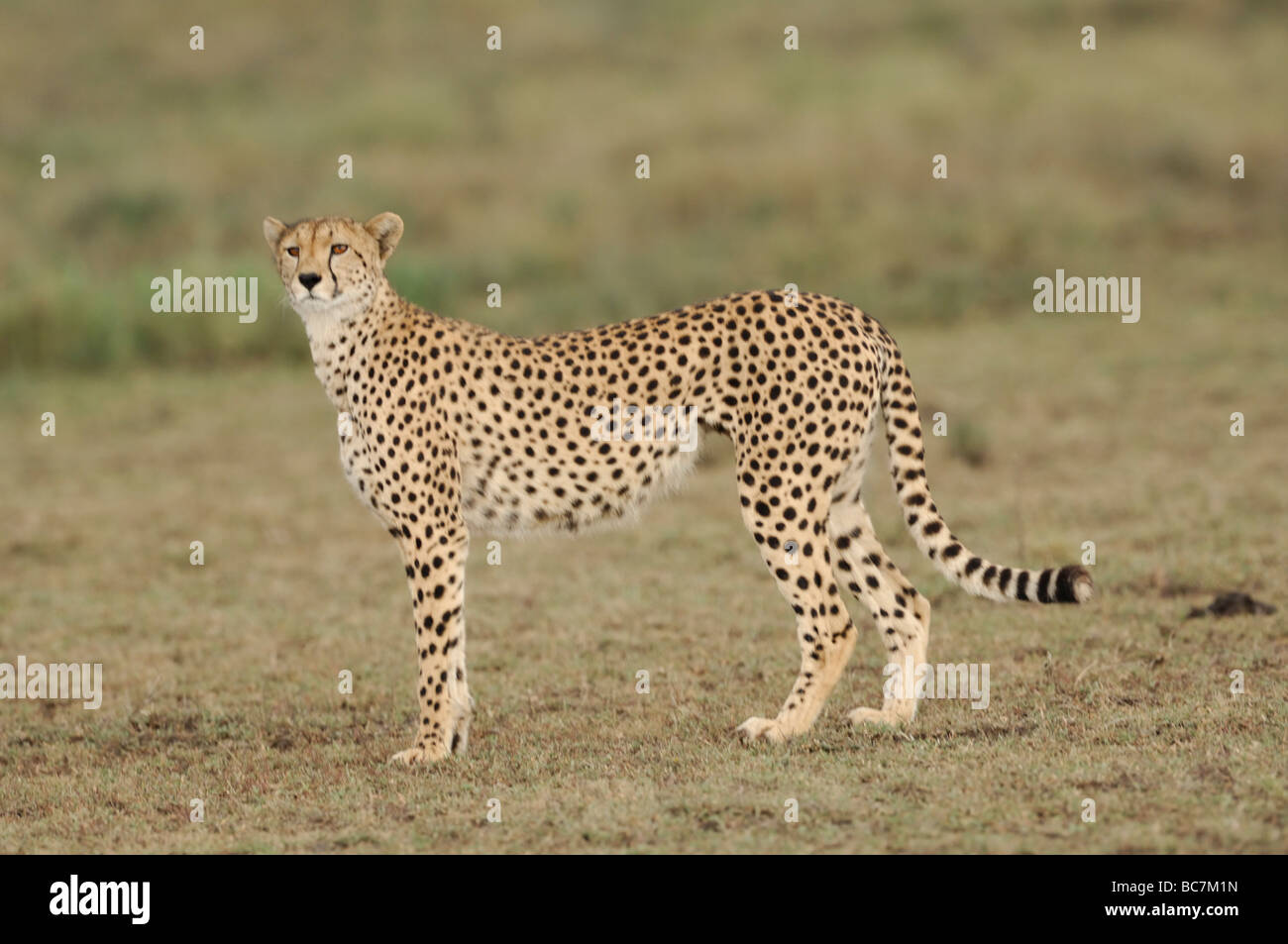 Interesting facts about cheetahs picture