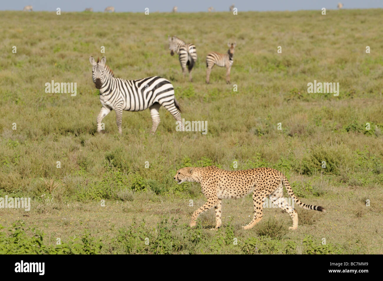Cheetah Hunting Zebra