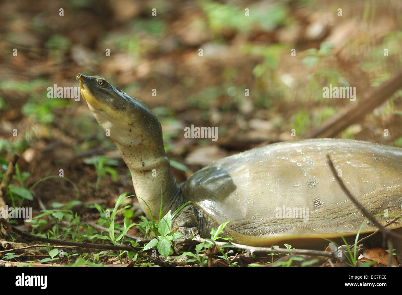 Indian flapshell turtle in Yala West National Park, Sri Lanka Stock Photo
