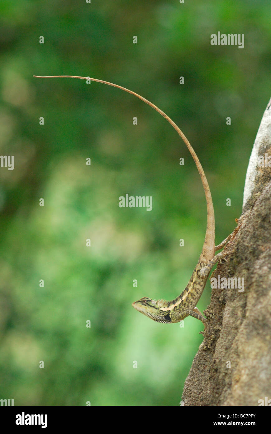 a forest dragon lizard displaying in Khao Sok National Park Stock Photo