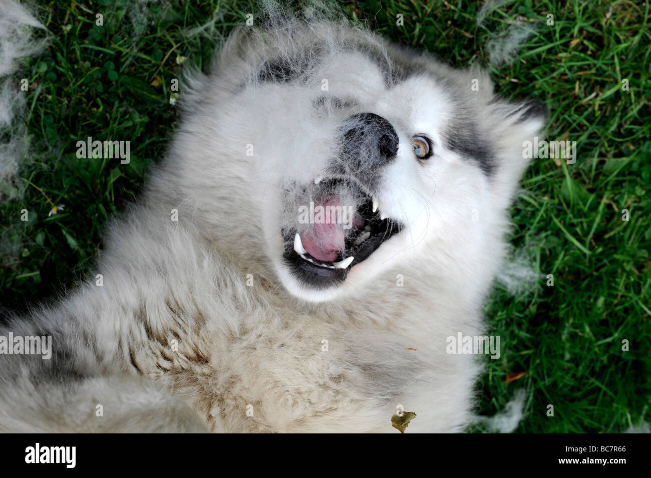 A Large Alaskan Malamute Plays While Having His Fur Coat Brushed