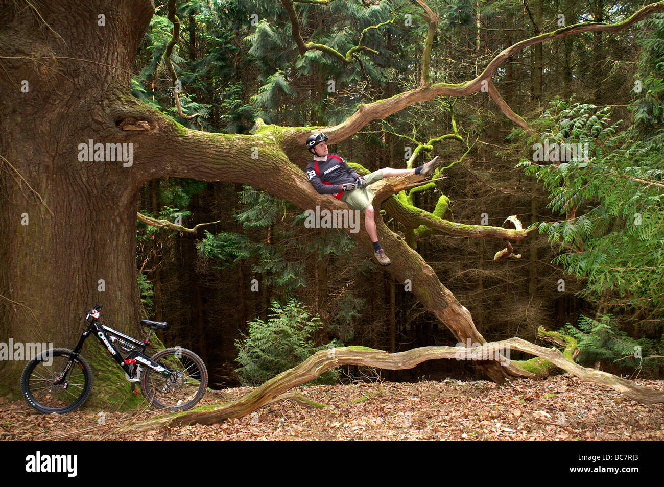 Mountain bike rider resting on the tree Stock Photo - Alamy