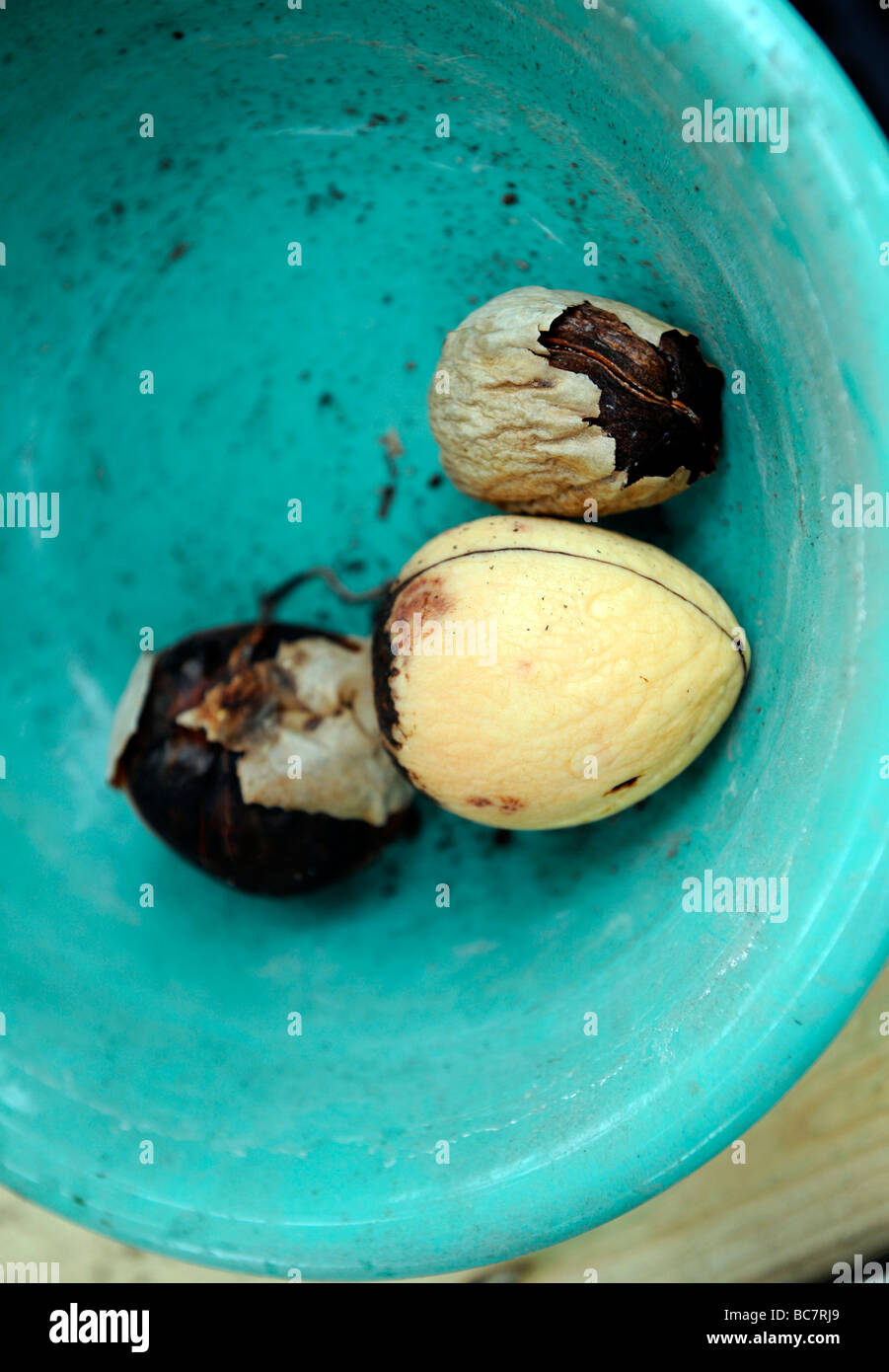 organic advocado seeds drying in a green bowl in a green house Stock Photo