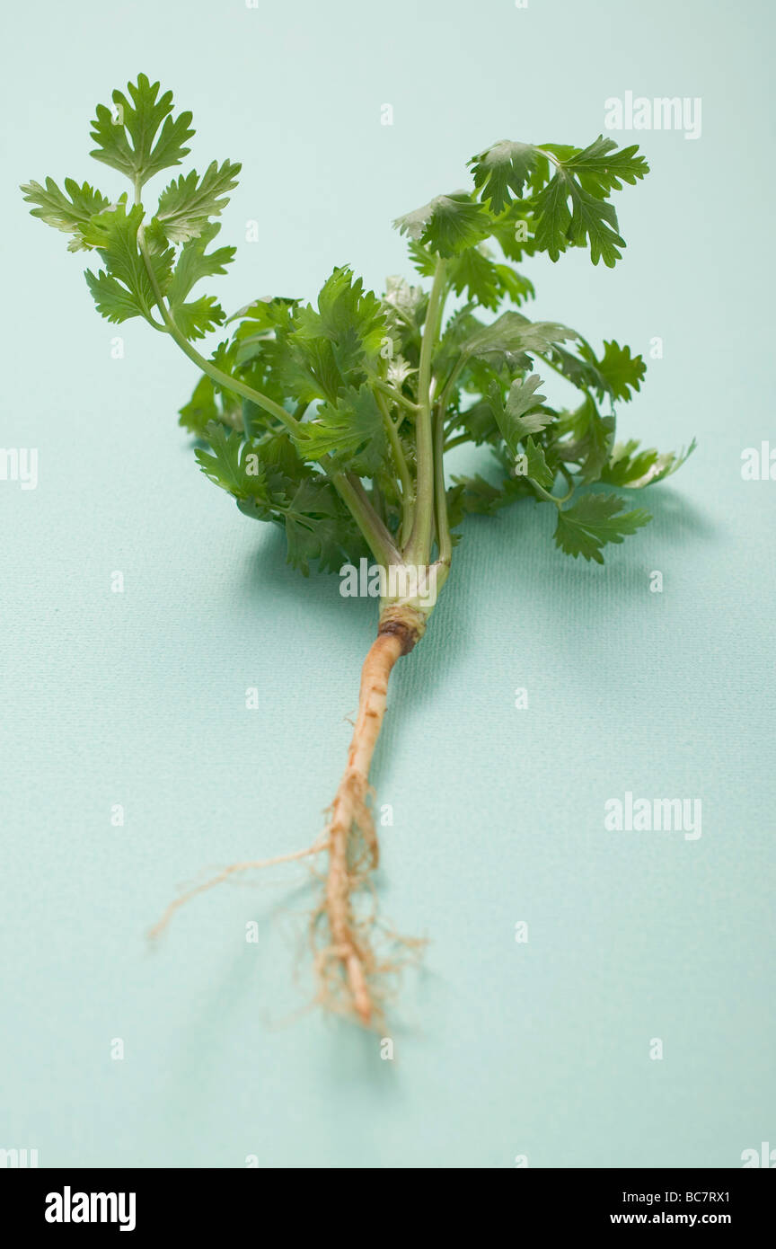 Fresh parsley with root Stock Photo Alamy